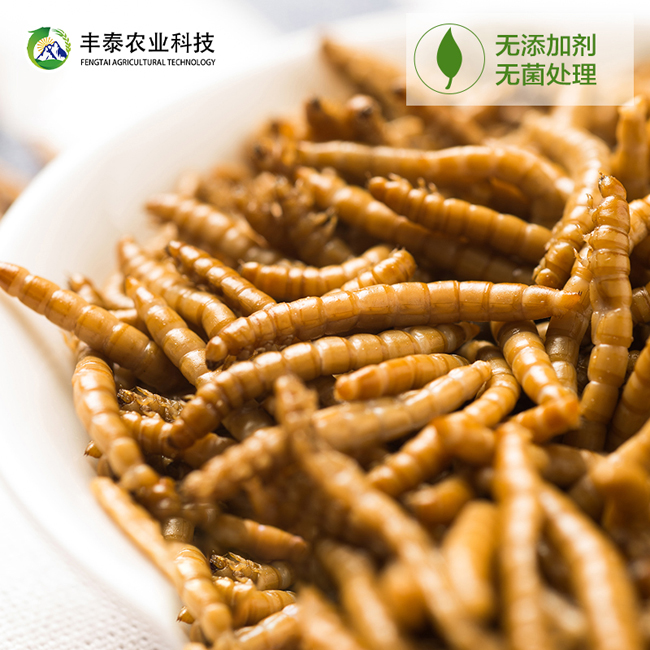 丰泰蛋白虫养殖