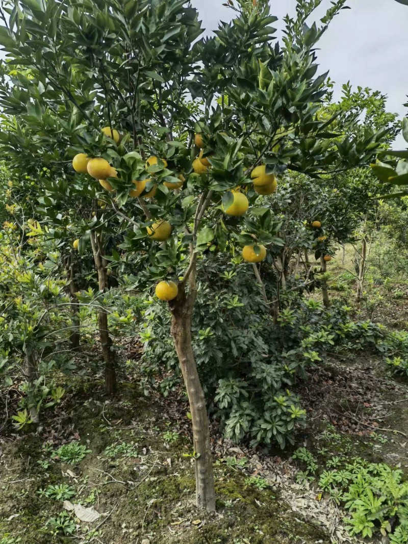 胡柚树